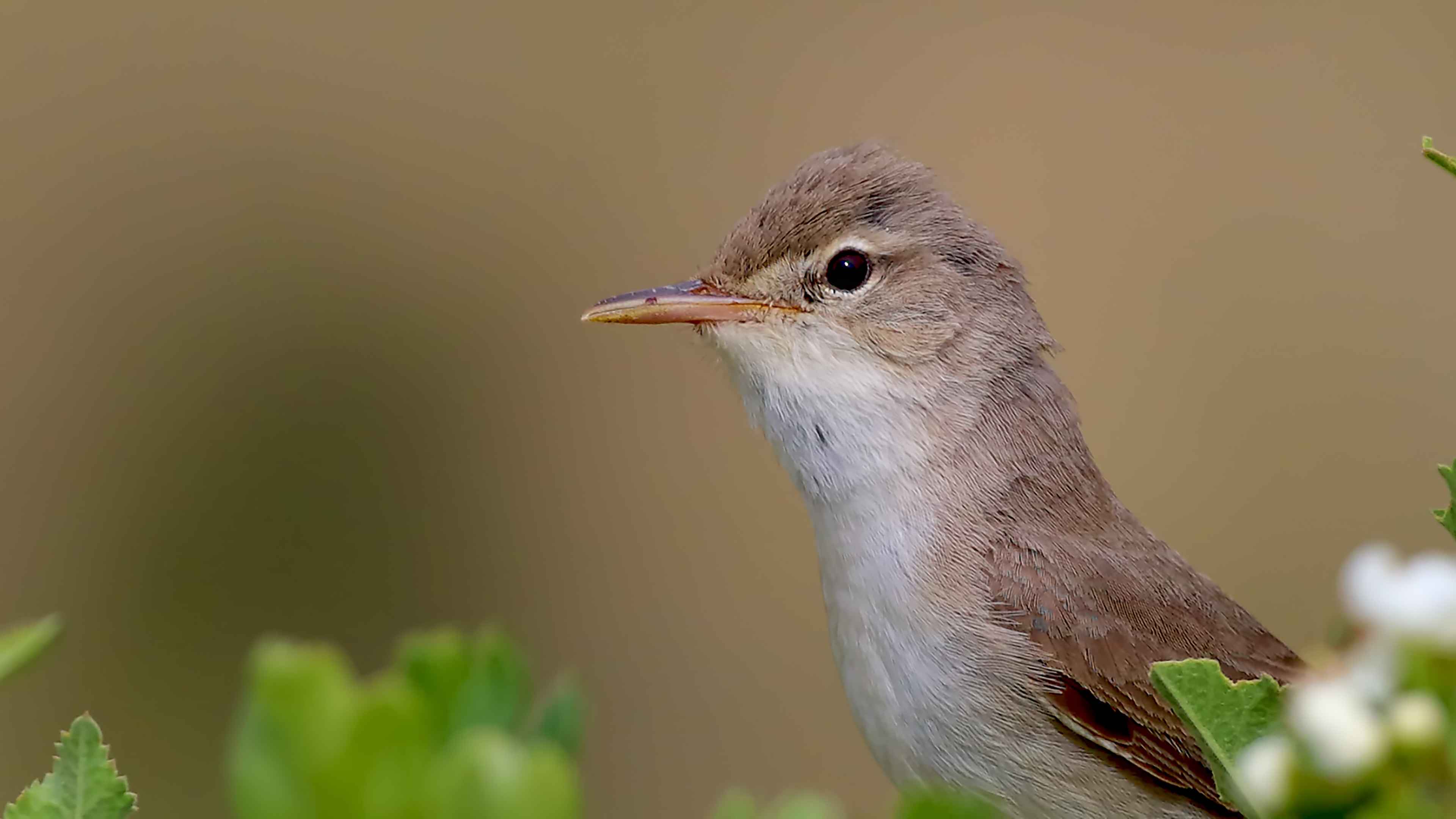 Upcher's Warbler